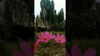 Sights and Sounds  Natures Poetry  Hunza Valley  Passu [upl. by Latyrc]