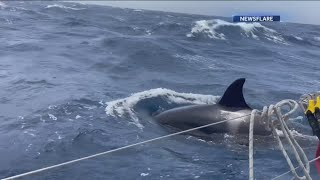 Dramatic video of killer whales attacking boats in Spain [upl. by Nehte]