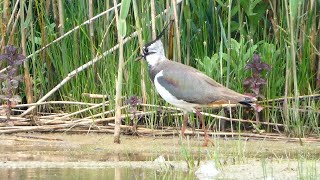 Kievit Lapwing [upl. by Etak]