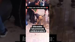 COMO FAZER UM CACHORRO SOLTAR OUTRO NUMA BRIGA pets adestramento cachorro memes cachorros [upl. by Nie]