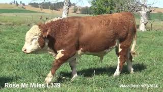 Lenth Herefords Bull L339 Miles [upl. by Ferdinand]