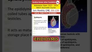 Epididymis  Sandhya Raman Adhar Foundation [upl. by Ahseiyk69]