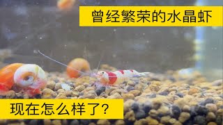 和小飞一起云养虾：在过去的两年多时间里，我的水晶虾族群一度十分繁荣，后来它们逐渐没落，剩下的几个老虾和其他一些老伙计在另一个缸里安度晚年 [upl. by Leaj335]