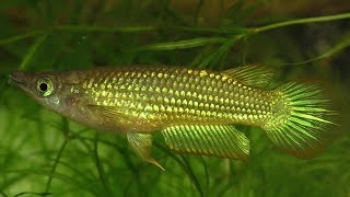 Golden Wonder Killifish Jumping Out Of The Water To Catch Crickets [upl. by Uriia756]