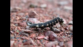 An evening stroll a Woodlarks song and a Glow Worm larva [upl. by Evol]