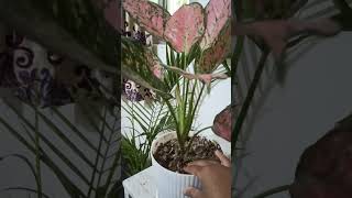 aglaonema plant care [upl. by Sonia]