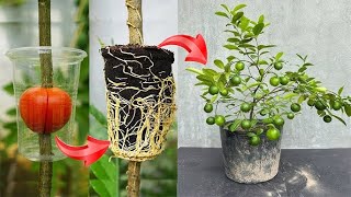 Lemon tree grafting technique using tomatoes as stimulant super fast growth [upl. by Esiom156]