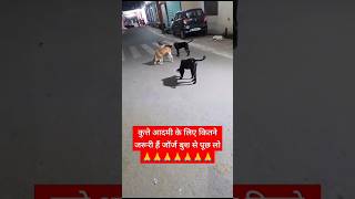 🙏कुत्ते आदमी के लिए कितने जरूरी हैं जॉर्ज बुश से पूछ लो Save dogs for human dogshorts viralshorts [upl. by Othe]