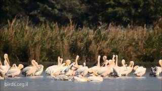 Great White Pelican  Pelecanus onocrotalus  שקנאי מצוי [upl. by Toby]