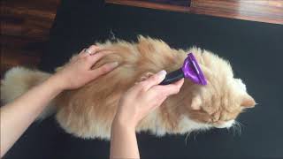 FURminator For Cats Review [upl. by Ednutabab775]