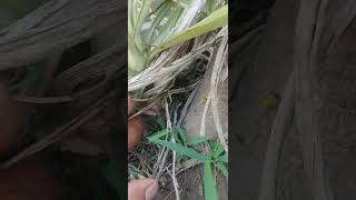 Yucca plant grow from cutting gardeing plants [upl. by Malcom388]