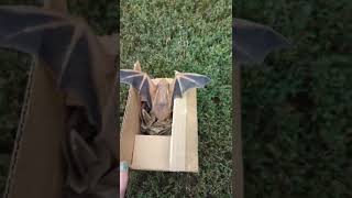 WATCH Lincoln Animal Control releases rescued eastern red bat [upl. by Tana803]