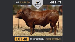 Lot 48  Vlakte Bonsmara Bulveiling  18 Okt 2024 [upl. by Aivital]