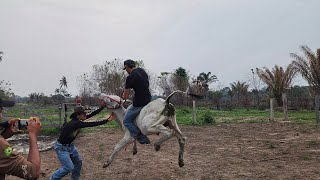 PRIMEIRA MONTARIA NO MEU NELORE Deu ruim saiu pulando feio [upl. by Tenrag]