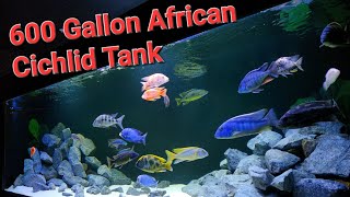 Adding Mbuna to my 600 gallon African Cihlids Malawi Predator Haps Aquarium Fish Tank [upl. by Nrojb]