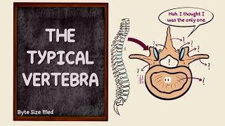 The Typical Vertebra  Parts  The Vertebral Column  Bones  Osteology  Anatomy Doodles [upl. by Brosine]