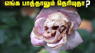 எங்க பாத்தாலும் தெரியுதா   Pareidolia Photos [upl. by Assiram]