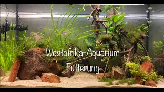 WestafrikaAquarium Fütterungszeit [upl. by Marice620]