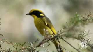 Meet the Helmeted Honeyeater [upl. by Ennywg]