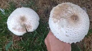 Dangerous mushrooms in your Yard Chlorophyllum molybdites quot The Vomiterquot [upl. by Damalus558]