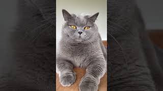 Beautiful British shorthair cat with orange eyes cat catvideos catshorts [upl. by Birdt]