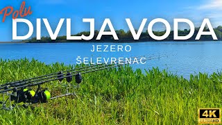 polu 😮DIVLJA VODA😮  Šelevrenac  pecanje [upl. by Llehcnom781]