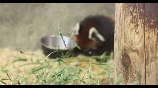 Red Panda Cub Whoopsies [upl. by Venezia]