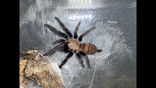 Chilobrachys fimbriatus the Indian Violet egg sac removal [upl. by Naejarual]