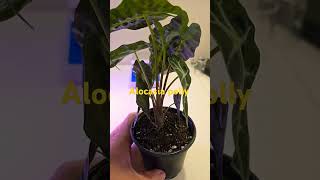 Alocasia Polly plants indoorplants plantlover alocasia [upl. by Lizabeth]