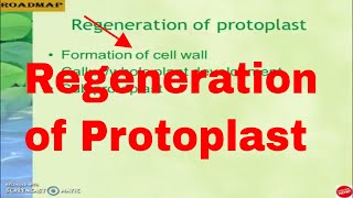 Regeneration of protoplast [upl. by Illil]