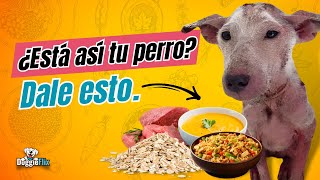 RECETAS CASERAS PARA PERROS CON PROBLEMAS DE PIEL [upl. by Nyllewell527]