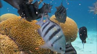 Daytime Brain Coral Spawning [upl. by Amii]