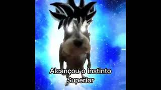 MAIORES FEITOS DO DOG FERNANDO MIGUEL  MEME [upl. by Aihsened]