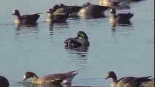 Falcaded Duck at Colusa National Wildlife Refuge [upl. by Nadean]