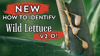 Watch this BEFORE foraging WILD LETTUCE lookalikes identification and more [upl. by Forster946]