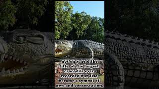 The Largest Saltwater Crocodile Ever Recorded [upl. by Aissatsana587]