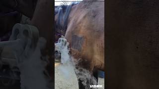 Freeze branding 😳 horse get painful [upl. by Hardden14]