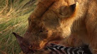 Lion on Zebra Kill in the Masai Mara Africa 4K  GRAPHIC WARNING [upl. by Giffy]