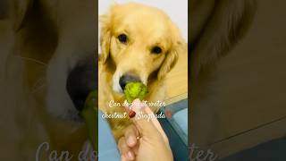 Can dogs eat SingadaWater Chestnut 🌰  dogfacts pets goldenretriever [upl. by Lhary]