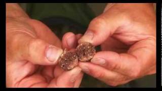 Carp Boilies  Quest Baits Liver B8 Pt1 [upl. by Wolpert]