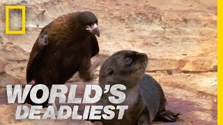 Bird of Prey Attacks Baby Seals  Worlds Deadliest [upl. by Marcoux962]