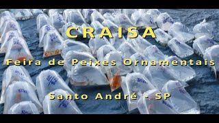 CRAISA  Feira de Peixes Ornamentais Santo André  SP [upl. by Yrrat]