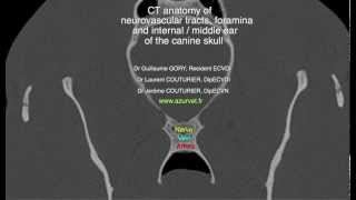 CT anatomy of neurovascular tracts and foramina of the canine skull by AZURVET nombre [upl. by Eri]