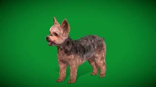 Yorkshire Terrier Dog Breed [upl. by Eziechiele]