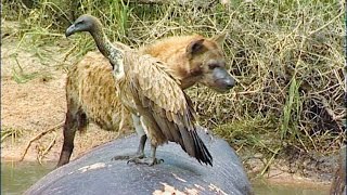 VULTURE ALERT Crocodile Ambush at African Rivers Edge [upl. by Greeson75]