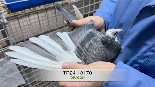 TR2418170 DRAGON [upl. by Lenod]