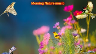 Bird sound for Meditation । Meditation bird sounds । meditation music for birds। [upl. by Enirolf]