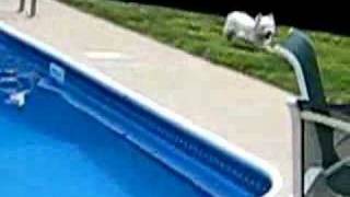 Bogie the Westie vs Pool [upl. by Nahtanoj]