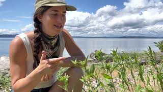 Finding and Harvesting Puget Sound Gumweed aka Grindelia integrifolia [upl. by Suirauqram]