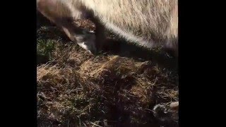 How Reindeer Use Sound To Communicate [upl. by Antoinetta]